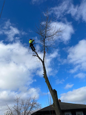 Tree Services, Tree cutting, Tree pruning, Tree Planting ***CERTIFIED ARBORIST*** ***LICENSED**** Hamilton Ontario Preview