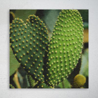 Foundry Select Green Cactus Plant Closeup Photography - 1 Piece Square Graphic Art Print On Wrapped Canvas