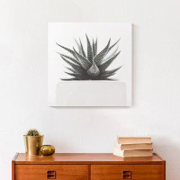 Dakota Fields Muted Aloe Plant Print On Canvas