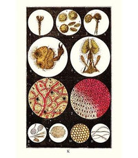 Buyenlarge 'Microscopic Views of Plants and Beetles' by James Sowerby Graphic Art