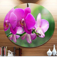 Design Art 'Beautiful Orchid Flowers on Green' Photographic Print on Metal