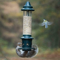 HUGE Discount Today! Brome 1024 Squirrel Buster Plus Wild Bird Feeder | FAST FREE Delivery Today/Tomorrow