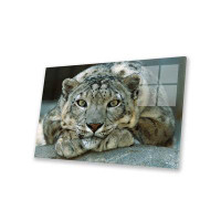 Latitude Run® Snow Leopard Portrait Native To Mountainous Regions Of Central Asia Print On Acrylic Glass