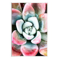 Stupell Industries Succulent Plant Rain Droplet Giclee Art By Irena Orlov