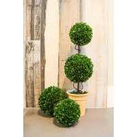 Ophelia & Co. Faux Preserved Boxwood Plant