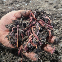 Red Wigglers and European Nightcrawlers (composting and bait worms)