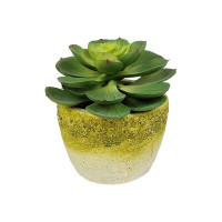 GT DIRECT CORP Succulent Plant in Planter