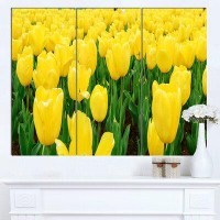 Design Art 'Bright Tulip Flowers in Garden' 3 Piece Photographic Print on Wrapped Canvas Set