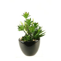 Primrue Round Ceramic Floral Arrangements Mini Dracaena/Aloe/Echeveria in Planter