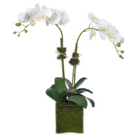 Diane James Home Phalaenopsis Orchids In Glass Cube