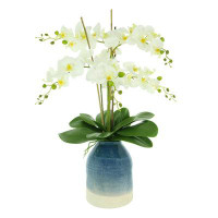 Primrue Orchid Floral Arrangement in Vase