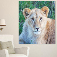 Made in Canada - Design Art 'Large Lion Relaxing in Forest' Photographic Print on Wrapped Canvas