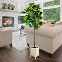 Primrue 5-Foot Fig Tree In White Woven Footed Basket