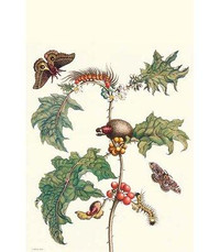Buyenlarge 'Moths and a Potato Plant' by Maria Sibylla Merian Graphic Art