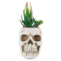 The Holiday Aisle® 5" Desktop Succulent Plant in Pot