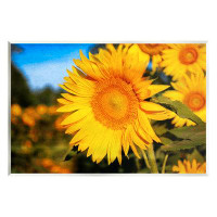 Stupell Industries Stupell Industries Country Sunflower Photography Wall Plaque Art Design By Daniel Sproul