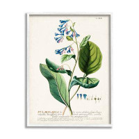 Stupell Industries Botanical Plant Illustration Blue Flowers Vintage Design Canvas Wall Art By World Art Group