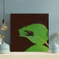 Gracie Oaks Black Horsefly On Green Plant - 1 Piece Square Graphic Art Print On Wrapped Canvas