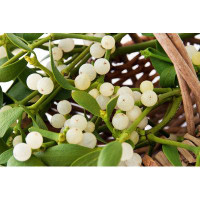 Ebern Designs Mistletoe Plant Close Up | 2948015