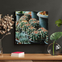 Foundry Select Green And Red Cactus Plants - 1 Piece Square Graphic Art Print On Wrapped Canvas