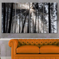Made in Canada - Design Art 'Sunbeams through Black White Forest' 4 Piece Photographic Print on Wrapped Canvas Set