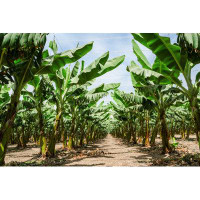 Bay Isle Home™ Ravine Sunny Trail In Banana Palm Trees Orchard Plantation On Canvas by Servickuz Photograph