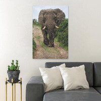Bungalow Rose 7_Gray Elephant Walking Beside Green Plants During Daytime - 1 Piece Rectangle Graphic Art Print On Wrappe
