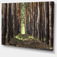 Made in Canada - Design Art Even Rows of Pine Tree Forest - Photograph Print on Canvas