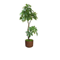 The Twillery Co. Aislin Aaru 77" Artificial Pachira Aquat Tree in Planter