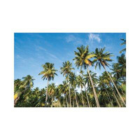 East Urban Home Palm Tree Plantation, French Polynesia by Jan Becke - Gallery-Wrapped Canvas Giclée