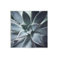 Stupell Industries Modern Succulent Close Up Plant Life Botanical Wall Plaque Art By Unknown