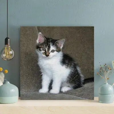 Red Barrel Studio A Cute Tabby Cat On The Sofa - 1 Piece Square Graphic Art Print On Wrapped Canvas