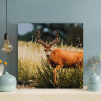 Loon Peak A Small Brown Deer With Horns On High Green Plants - 1 Piece Square Graphic Art Print On Wrapped Canvas
