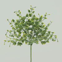 Primrue Mini Leaf Plant