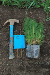 Budget priced trees & shrubs: Spruce, pine, larch, poplar, willow seedlings. Native trees & shrubs  May Delivery.