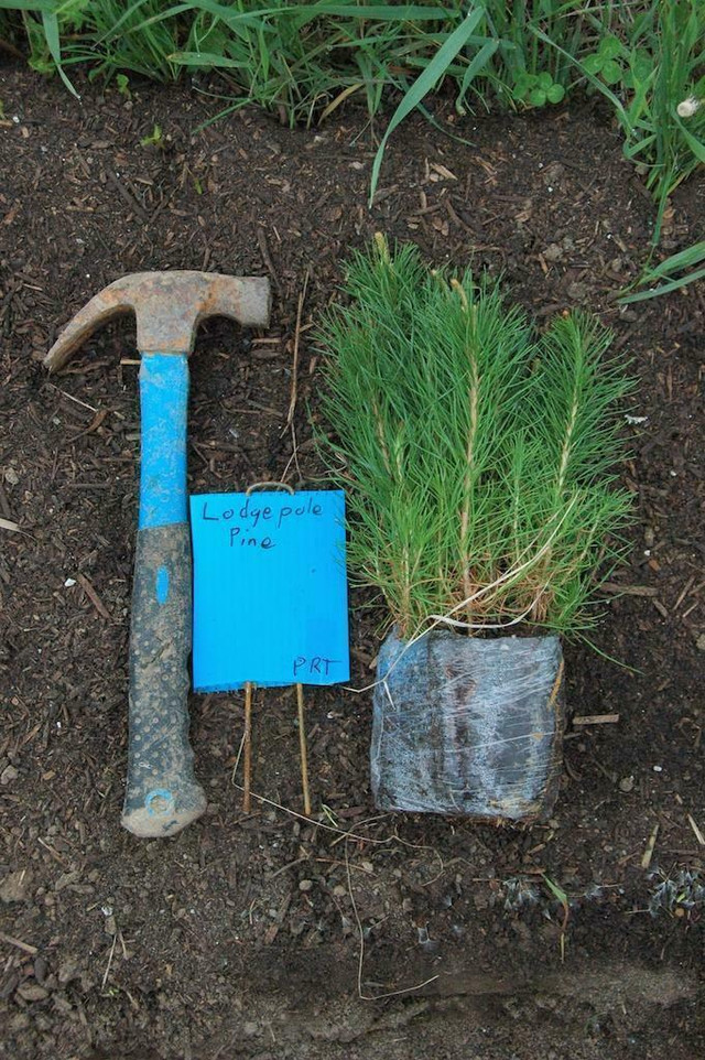 Budget priced trees & shrubs: Spruce, pine, larch, poplar, willow seedlings. Native trees & shrubs  May Delivery. in Plants, Fertilizer & Soil in Alberta