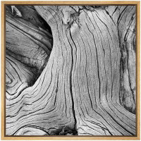 wall26 Vintage Knotted Wood Grain Tree Bark Nature Plants Photography Rustic Closeup Dark Black and White