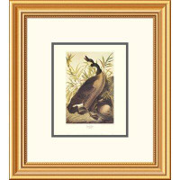 Global Gallery Canada Goose by John James Audubon Framed Painting Print
