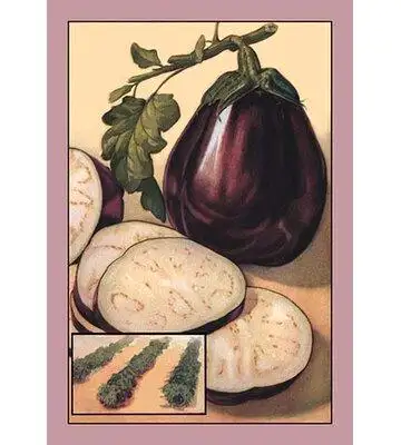 Buyenlarge 'Eggplant' Graphic Art