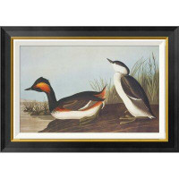 Global Gallery 'Eared Grebe' by John James Audubon Framed Painting Print