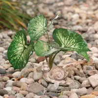 Primrue Caladium Plant