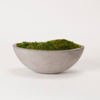 Primrue Preserved Mood Moss In Oval Concrete Bowl