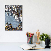 East Urban Home King Penguin Rookery In St. Andrews Bay. Adults Molting. South Georgia Island by Martin Zwick - Wrapped