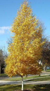 Five kinds of birch trees: Columnar, weeping, native, red, wide, tiny. $20 to $125