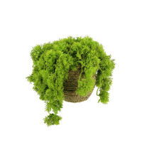 Primrue Norwood 9'' Artificial Moss Plant in Fiberstone Pot