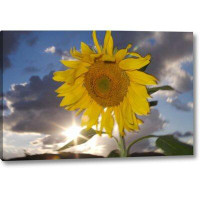 August Grove 'CA, Hybrid Sunflower Blowing in the Wind at Dusk' Photographic Print on Wrapped Canvas