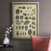 Highland Dunes Study Of Shells II Premium Framed Canvas- Ready To Hang