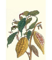 Buyenlarge 'Cocoa Plant with Southern Army Worm' by Maria Sibylla Merian Graphic Art