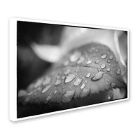 Trademark Fine Art 'Dew on Leaf of Rose Plant Photographic Print on Wrapped Canvas