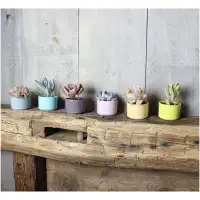 Window Garden 6-Piece Ceramic Pot Planter Set